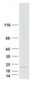 SDS-PAGE (CYCS-3137H).jpg